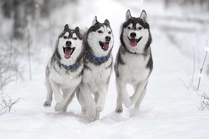 Husky dogs