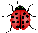 Lady Bug